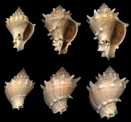 Other Western Atlantic Melongena Species